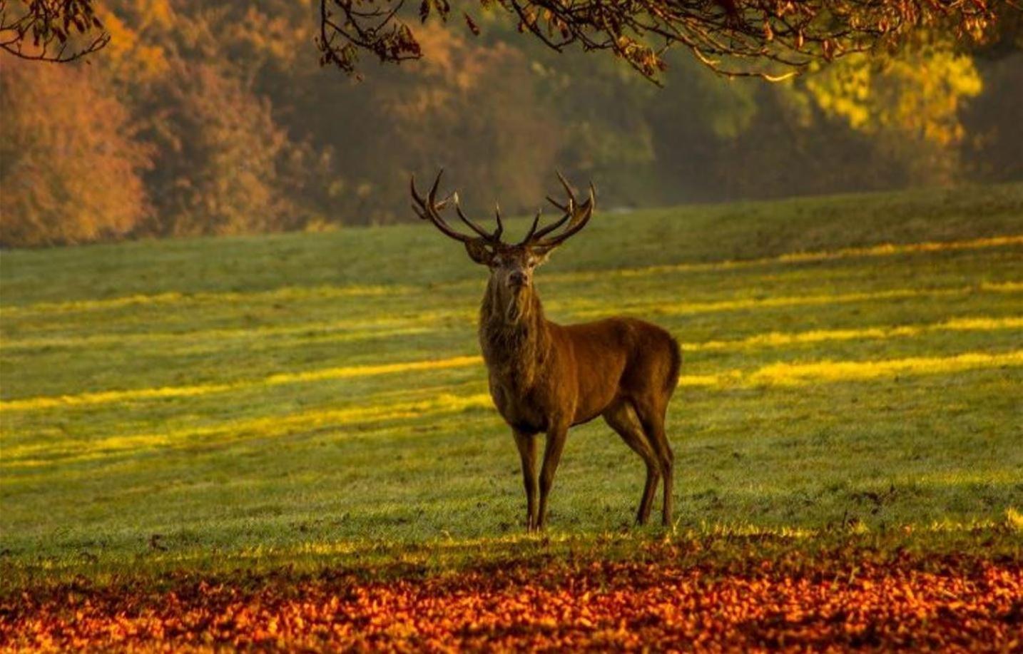 Gite Ker Sologne Chambord Huisseau-sur-Cosson Esterno foto